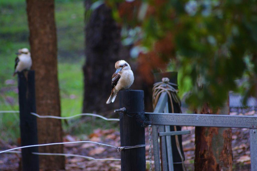 Black Cockatoo Lodge Nannup Bagian luar foto